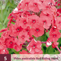 Phlox - Red Riding Hood - 5 Pflanzen