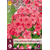 Phlox - Red Riding Hood - 5 Planten