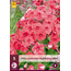 Phlox - Red Riding Hood - Vlambloem - Zomerbloeiers Kopen? Garden Select