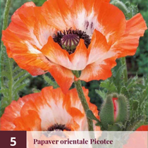 Papaver - Picotee - 5 plants