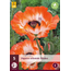 Poppy - Picotee - Oriental Poppy Buy? Garden-Select.com
