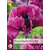 Papaver - Patty's Plum - 5 Planten