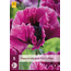 Poppy - Patty's Plum - Poppy - Oriental Poppy - Garden-Select.com