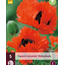 Poppy - Türkenlouis - 5 Plants - Oriental Poppy - Buy Perennial Garden Plants?