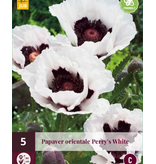 Mohn - Perry's White - 5 Pflanzen - Orientalischer Mohn - Mehrjährige Gartenpflanzen kaufen?