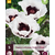 Mohn - Perry's Weiß - 5 Pflanzen