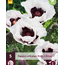 Poppy - Perry's White - 5 Plants - Oriental Poppy - Buy Perennial Garden Plants?