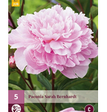 Pioenroos Sarah Bernhardt - 5 Planten - Lichtroze Gevulde Pioenrozen Kopen?