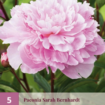 Pioenroos Sarah Bernhardt - 5 Planten