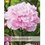 Peony Sarah Bernhardt - 5 Plants - Buy Light Pink Filled Peonies?