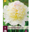 Peony Top Brass - 5 Plants - Buy White Fragrant Peonies?