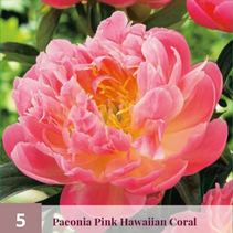 Peony Pink Hawaiian Coral - 5 Plants