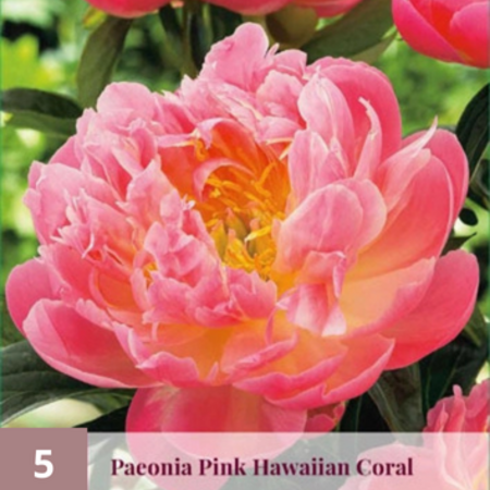 Pfingstrose Pink Hawaiian Coral - 5 Pflanzen - Lachsrosa farbige Pfingstrosen kaufen?