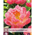 Pioenroos Pink Hawaiian Coral - 5 Planten
