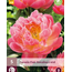 Peony Pink Hawaiian Coral - 5 Plants - Buy Salmon Pink Coloured Peonies?
