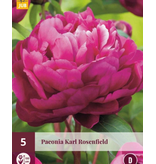 Pioenroos Karl Rosenfield - 5 Planten - Roze / Paarse Pioenrozen Kopen?