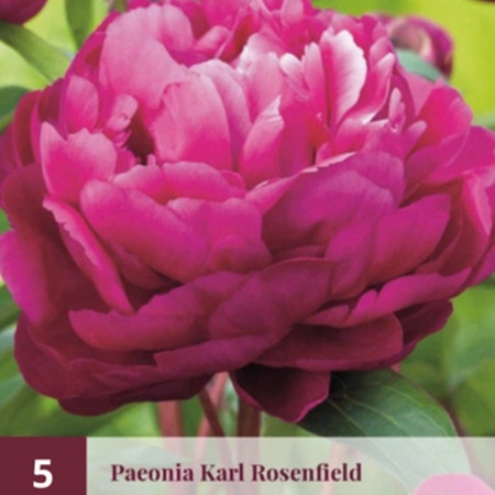 Pioenroos Karl Rosenfield - 5 Planten - Roze / Paarse Pioenrozen Kopen?
