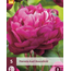 Peony Karl Rosenfield - 5 Plants - Buy Pink/Purple Peonies?