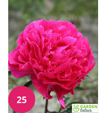 Pfingstrose Karl Rosenfield - 5 Pflanzen - Rosa/violette Pfingstrosen kaufen?