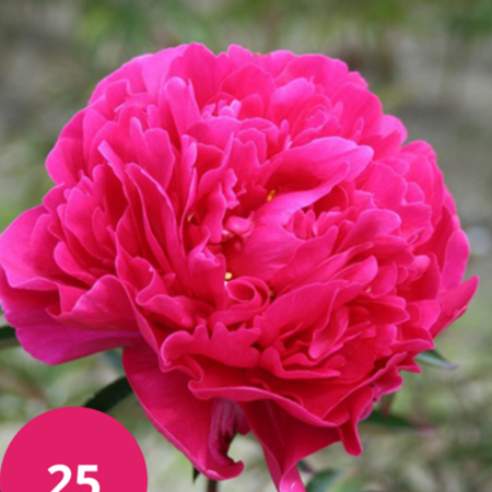 Pioenroos Karl Rosenfield - 5 Planten - Roze / Paarse Pioenrozen Kopen?