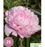 Pfingstrose Sarah Bernhardt - 5 Pflanzen - Hellrosa gefüllte Pfingstrosen kaufen?