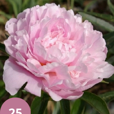 Peony Sarah Bernhardt - 5 Plants - Buy Light Pink Filled Peonies?