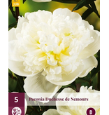 Pfingstrose Duchesse De Nemours - 5 Pflanzen - Doppelte / weiße Pfingstrosen kaufen?