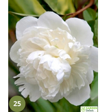 Pioenroos Duchesse De Nemours - 5 Planten - Dubbele / Witte Pioenrozen Kopen?