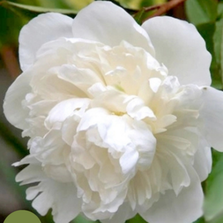 Pioenroos Duchesse De Nemours - 5 Planten - Dubbele / Witte Pioenrozen Kopen?