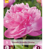 Pioenroos Alexander Fleming - 5 Planten - Dubbele / Roze Pioenrozen Kopen?