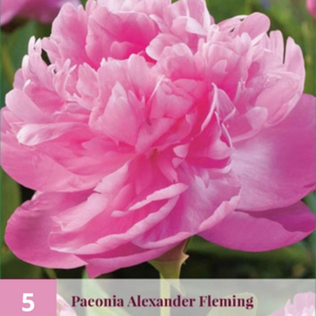 Pioenroos Alexander Fleming - 5 Planten - Dubbele / Roze Pioenrozen Kopen?