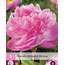 Peony Alexander Fleming - 5 Plants - Buy Double/Pink Peonies?