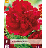 Pfingstrose Red Magic - 5 Pflanzen - Klassische tiefrote Pfingstrose mit einem schönen Duft.