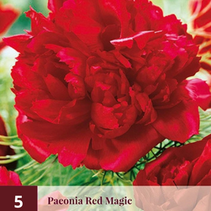 Pioenroos Red Magic - 5 Planten