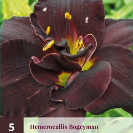 Daylily - Bogeyman - Buy hardy perennials? - Garden-Select.com