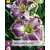 Daglelie - Bestseller - 5 Planten