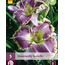 Daglelie - Bestseller - Winterharde Planten Kopen? - Garden-Select.nl