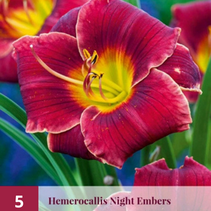 Day lily - Night Embers - 5 Plants