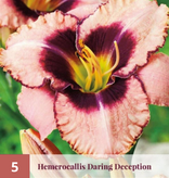 Daglelie - Daring Deception - 5 Planten - Makkelijke Vaste Planten Kopen?
