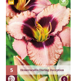 Day Lily - Daring Deception - 5 Plants - Buy Easy Perennials?