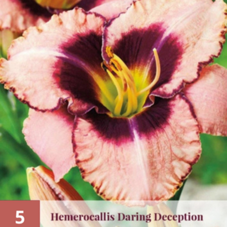 Day Lily - Daring Deception - 5 Plants - Buy Easy Perennials?