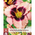 Daglelie - Daring Deception - 5 Planten