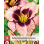 Day Lily - Daring Deception - 5 Plants - Buy Easy Perennials?
