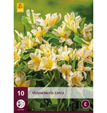 Alstroemeria Lutea - 10 Pflanzen - Mehrjährige winterharte Pflanze kaufen?