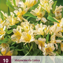 Alstroemeria Lutea - 10 Planten
