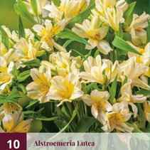 Alstroemeria Lutea - 10 Pflanzen