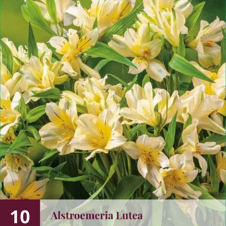 Alstroemeria Lutea - 10 Planten - Vaste Winterharde Plant Kopen?