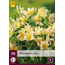 Alstroemeria Lutea - 10 Pflanzen - Mehrjährige winterharte Pflanze kaufen?