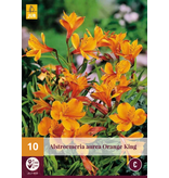 Alstroemeria Orange King - 10 Pflanzen - Mehrjährige winterharte Pflanzen kaufen?