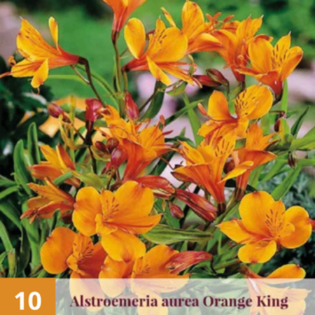 Alstroemeria Orange King - 10 Planten - Vaste Winterharde Planten Kopen?